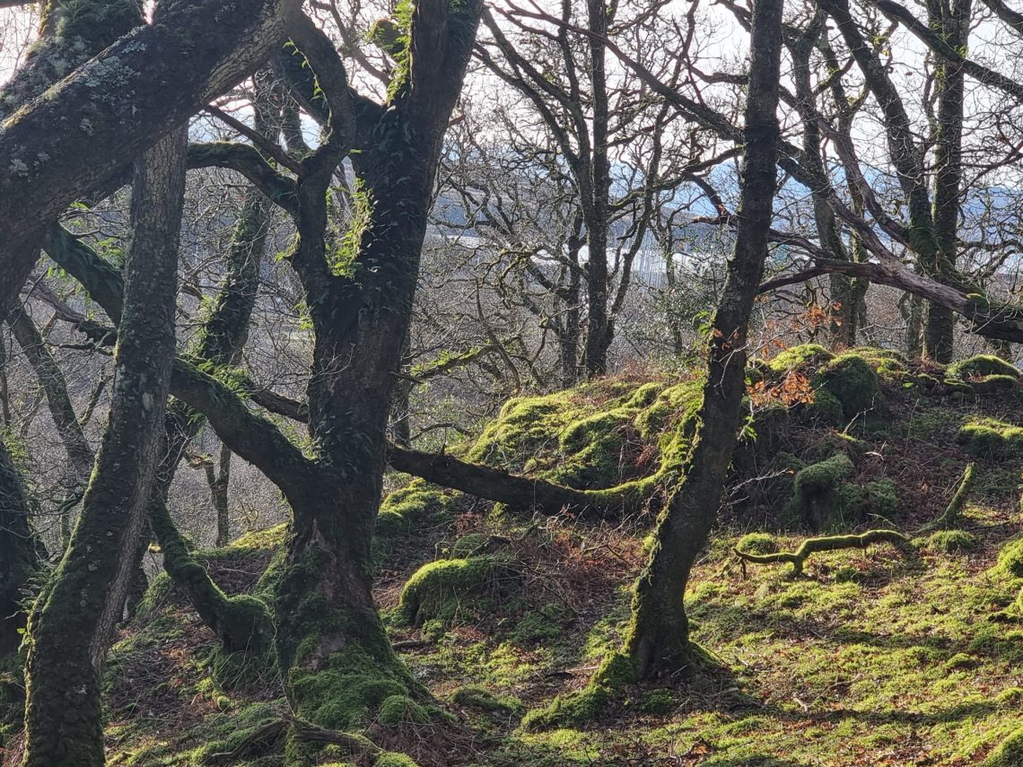 Lent day 5, the feathered eucharist